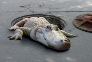 aligator
